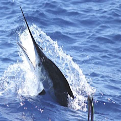 Vilamoura Big Game Fishing .